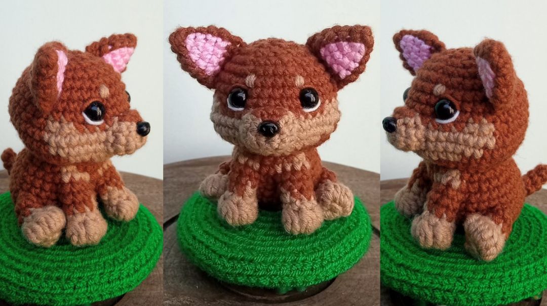 Chihuahua baby