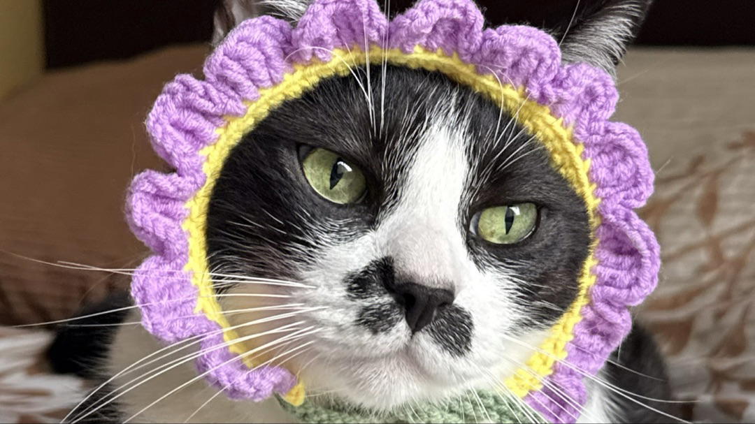 Diadema flor gato