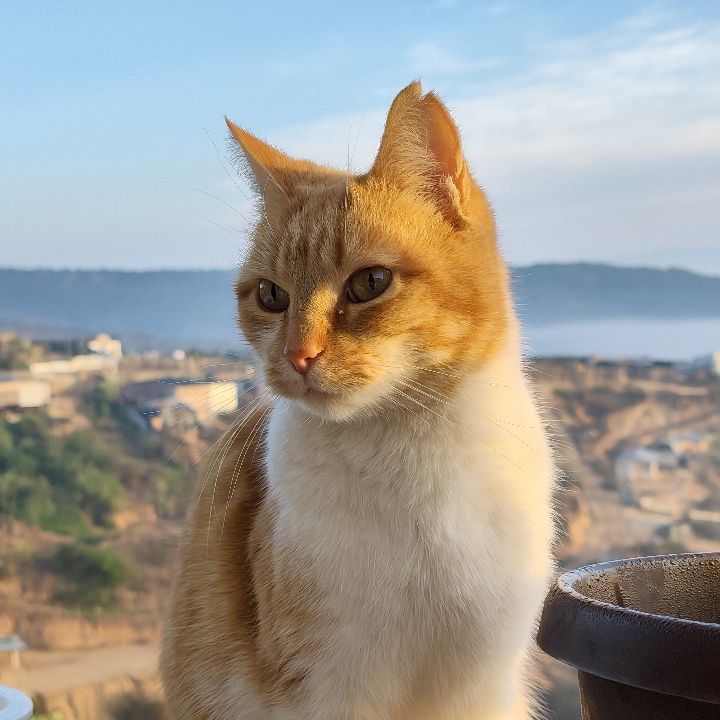 Koni